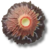 Volcano Eruption Jibbitz™-berlocker